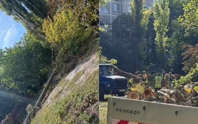 В Дніпрі продовжують видаляти аварійні дерева за зверненнями мешканців