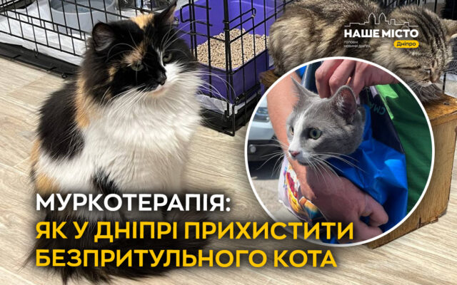 Як прихистити безпритульного кота у Дніпрі: поради, витрати та допомога КП «Зооконтроль»