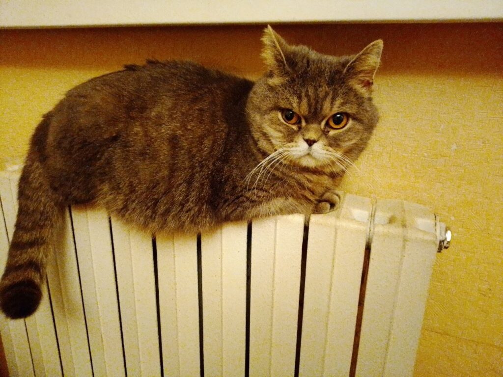 Як прихистити безпритульного кота у Дніпрі: поради, витрати та допомога КП «Зооконтроль»